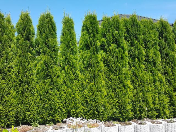 Thuja occidentalis "Smaragd" - (Lebensbaum Smaragd),